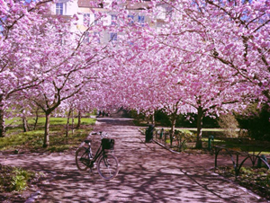 Location Scouting - Cherry blossom - Göteborg