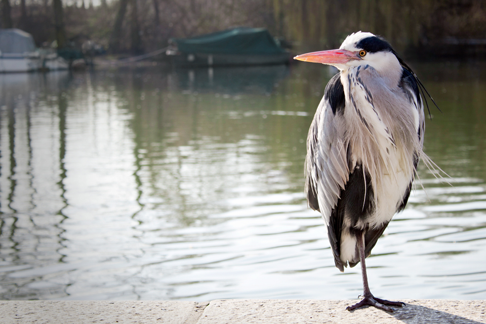 Richmond and its inhabitants