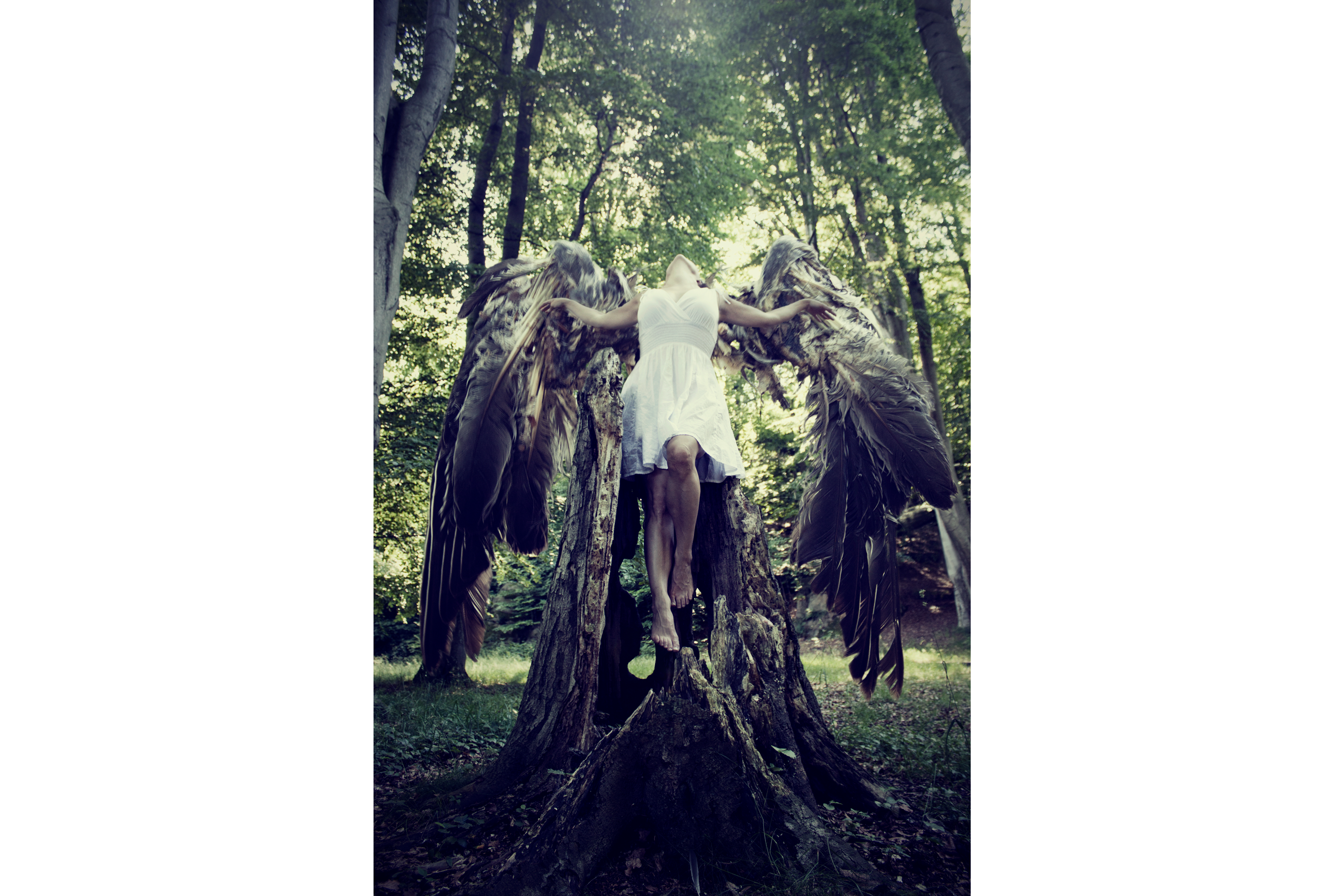 To wear a dead bird’s wings…